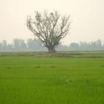 Рисовая миска Мьянмы