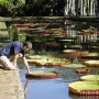 Достопримечательности Памплемуса – Ботанический сад Сивосагура Рамгулама