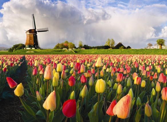 Картинки по запросу Сувениры из Нидерландов тюльпаны