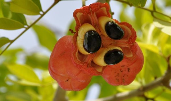 http://journeying.ru/images/stories/picture-of-ackee.jpg