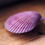 Ракушка