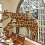 Giraffe Manor: единственный отель в мире, где можно позавтракать с жирафами