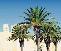 Как вести себя в Тунисе?