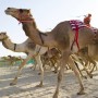 Традиции Катара. Верблюжьи бега