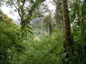 Тропический лес