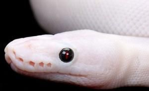 Змея-альбинос