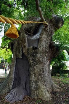 Дерево-памятник в Санно Дзиндзя
