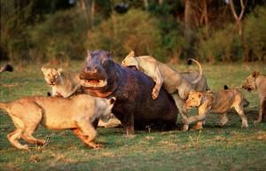 Охота львиц в заповеднике Масаи-Мара
