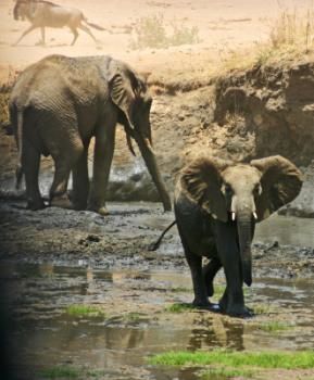 Слоны в Кратере Нгоронгоро