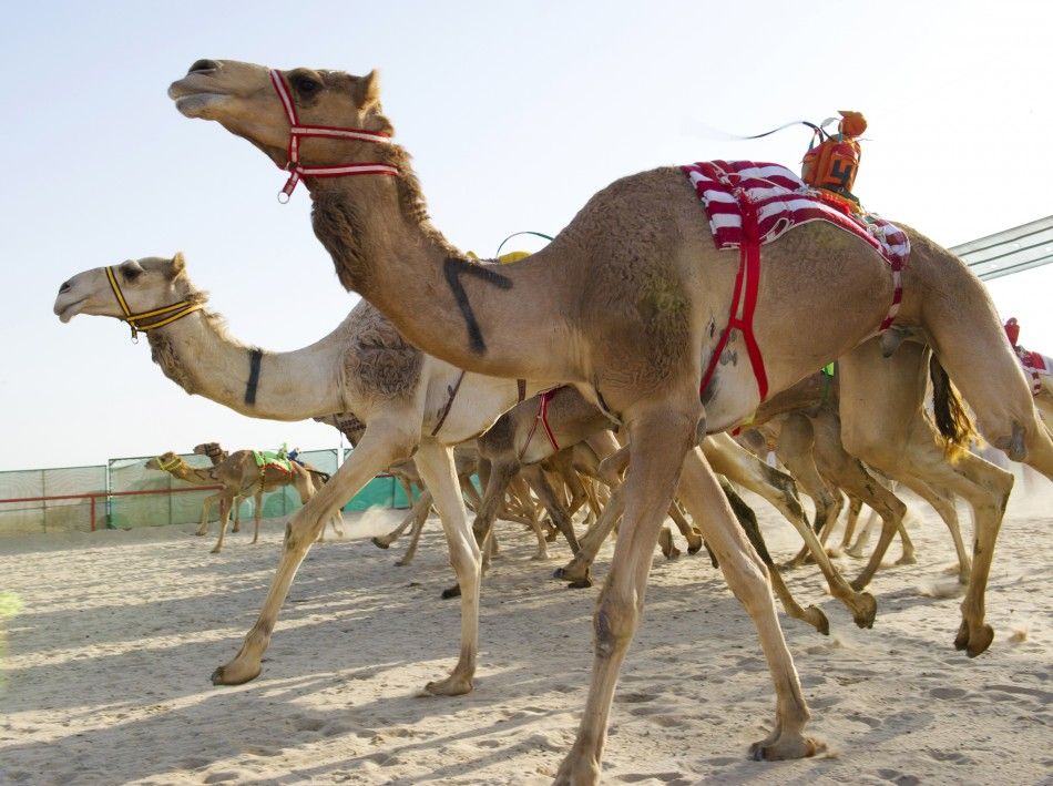 Традиции Катара. Верблюжьи бега • Катар • Азия • Страны